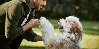 spirulina benefits for dogs